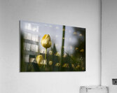 Dreamy Beauty Acrylic Print