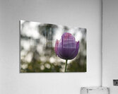 Purply Blue Beauty Acrylic Print