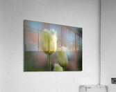 Dreamy Beauties Acrylic Print