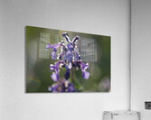 Drops and Bokeh Acrylic Print