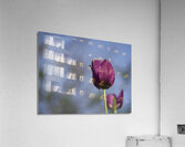 Lady in Purple Acrylic Print