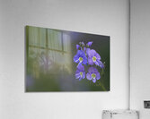 Farewell Acrylic Print