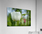 The Plumpy One Impression acrylique