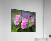 Showy Ladies Acrylic Print