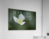 Lady in White Acrylic Print