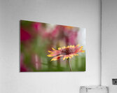 Blanket Flower Acrylic Print