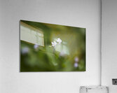 Tiniest Bouquets Acrylic Print