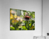 Early Morning Beauty Acrylic Print