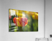 The Lovely One Acrylic Print