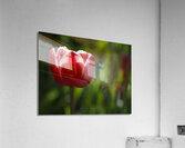 Pretty One Acrylic Print