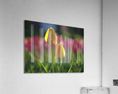 Two of a Kind Acrylic Print