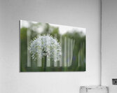 The White One Acrylic Print