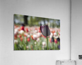 The Queen Acrylic Print