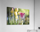 That One Acrylic Print