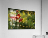 Tiger Lilies Acrylic Print