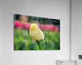 Precious Acrylic Print