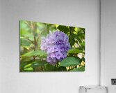 Pretty in Purple Acrylic Print