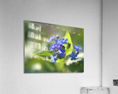 Pretty Ones Acrylic Print