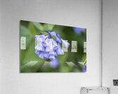 Petites Clochettes Acrylic Print