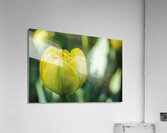 Pretty in Yellow Acrylic Print