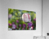 Looking Good Acrylic Print