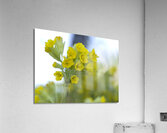 Mes Jolies Acrylic Print