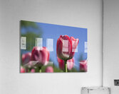 Oh Mother Acrylic Print