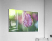 My Darling Acrylic Print