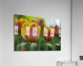 Siblings Acrylic Print