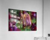 Glowing Lady Acrylic Print