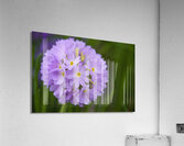 Drumstick Acrylic Print