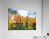 Falling for You Acrylic Print