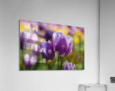 A Touch of Purple Acrylic Print