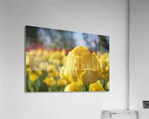 Amongst Others Acrylic Print