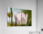 The Glowy One Acrylic Print