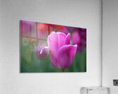 Pretty as a Tulip Acrylic Print
