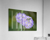 Drumsticks Acrylic Print