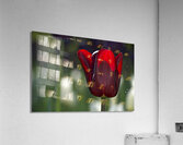 Exquisite Beauty Acrylic Print