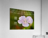 Pretty Pretty Acrylic Print