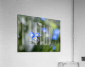 Beauties in Blue Acrylic Print