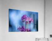 Pink and Blue Acrylic Print