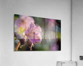 Catching Sun Rays Acrylic Print