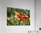 In the Field Acrylic Print