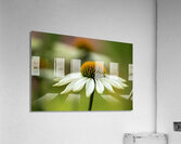 White Swan Acrylic Print