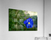 Velvety Blue Acrylic Print