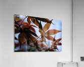 Striking Leaves Acrylic Print