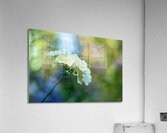 Dreamy State 2 Acrylic Print