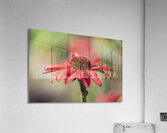 Simply Red Acrylic Print