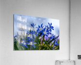 Little Blue Bulbs Acrylic Print