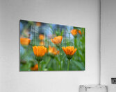 Pot Marigolds Acrylic Print